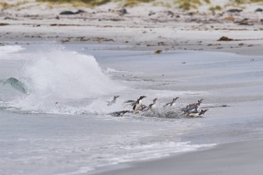 Gentoo Penguenleri (Pygoscelis papua) denizde bir gün beslendikten sonra karaya geri dönüyorlar. Falkland Adalarındaki Deniz Aslanı Adası.