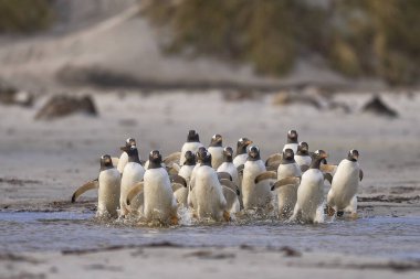 Gentoo Penguen (Pygoscelis papua) Falkland Adaları 'ndaki Deniz Aslanı Adası' ndaki kumlu bir sahilden sabahın erken saatlerinde denize açılır..