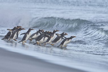 Gentoo Penguen (Pygoscelis papua) Falkland Adaları 'ndaki Deniz Aslanı Adası' ndaki kumlu bir sahilden sabahın erken saatlerinde denize açılır..