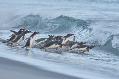 Gentoo Penguen (Pygoscelis papua) Falkland Adaları 'ndaki Deniz Aslanı Adası' ndaki kumlu bir sahilden sabahın erken saatlerinde denize açılır..