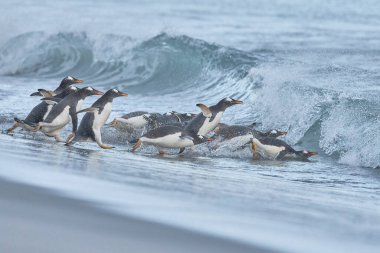 Gentoo Penguen (Pygoscelis papua) Falkland Adaları 'ndaki Deniz Aslanı Adası' ndaki kumlu bir sahilden sabahın erken saatlerinde denize açılır..