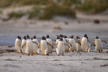 Gentoo Penguen (Pygoscelis papua) Falkland Adaları 'ndaki Deniz Aslanı Adası' ndaki kumlu bir sahilden sabahın erken saatlerinde denize açılır..