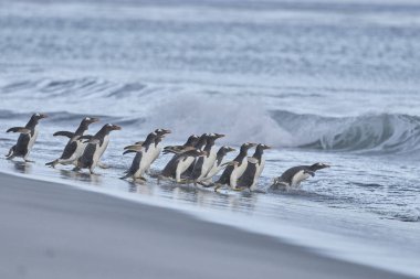 Gentoo Penguen (Pygoscelis papua) Falkland Adaları 'ndaki Deniz Aslanı Adası' ndaki kumlu bir sahilden sabahın erken saatlerinde denize açılır..