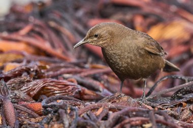 Tussacbird (Cinclodes antarcticus antarcticus) Falkland Adaları 'ndaki Sea Lion Adası kıyılarında arama yapar..        