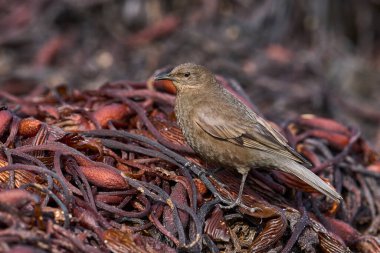 Tussacbird (Cinclodes antarcticus antarcticus) Falkland Adaları 'ndaki Sea Lion Adası kıyılarında arama yapar..        