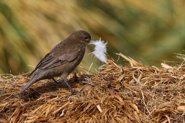 Tussacbird (Cinclodes antarcticus antarcticus) Falkland Adaları 'ndaki Sea Lion Adası kıyılarında arama yapar..        