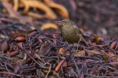 Tussacbird (Cinclodes antarcticus antarcticus) Falkland Adaları 'ndaki Sea Lion Adası kıyılarında arama yapar..        