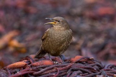 Tussacbird (Cinclodes antarcticus antarcticus) Falkland Adaları 'ndaki Sea Lion Adası kıyılarında arama yapar..        