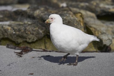 Falkland Adaları 'ndaki Sea Lion Adası kıyılarında solgun yüzlü Sheathbill (Chionis albus).
