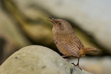 Cobb 's Wren (Troglodytes cobbi) Falkland Adaları' ndaki Sea Lion Adası kıyılarından sesleniyor.