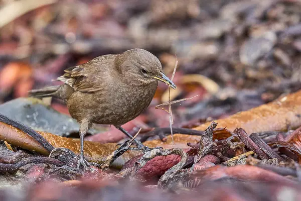 Tussacbird (Cinclodes antarcticus antarcticus) Falkland Adaları 'ndaki Sea Lion Adası kıyılarında arama yapar..        
