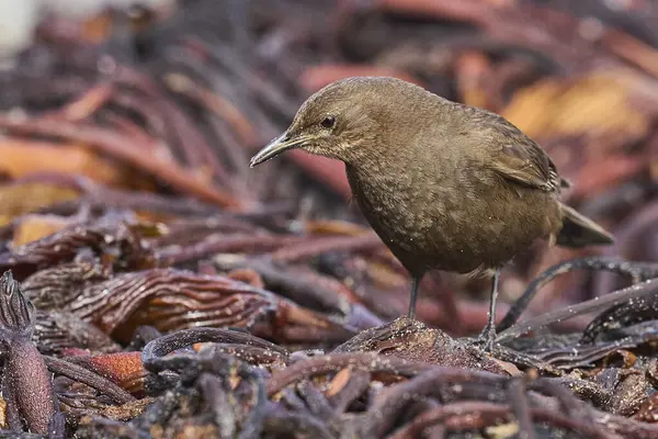 Tussacbird (Cinclodes antarcticus antarcticus) Falkland Adaları 'ndaki Sea Lion Adası kıyılarında arama yapar..        