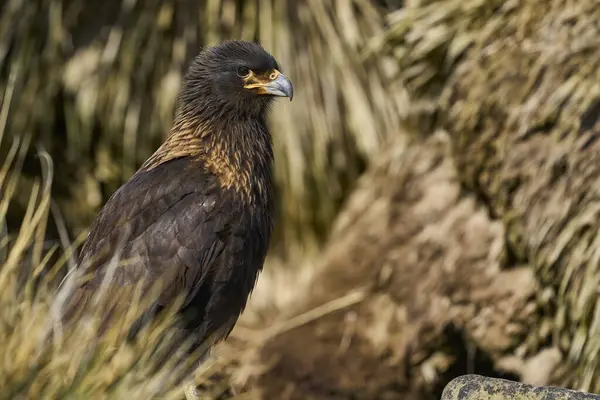Falkland Adaları 'ndaki Sea Lion Adası kıyısındaki Çizgili Karakara (Phalcoboenus australis)..