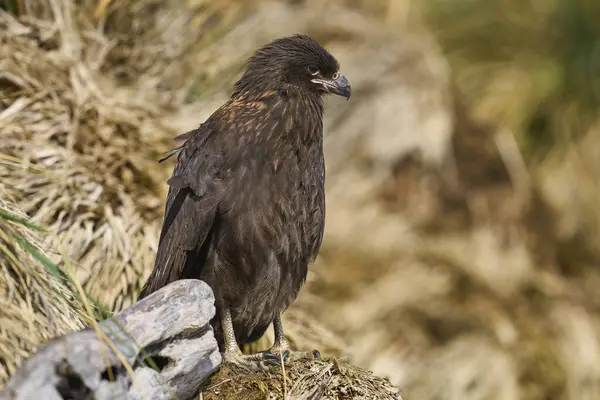 Falkland Adaları 'ndaki Sea Lion Adası kıyısındaki Çizgili Karakara (Phalcoboenus australis)..