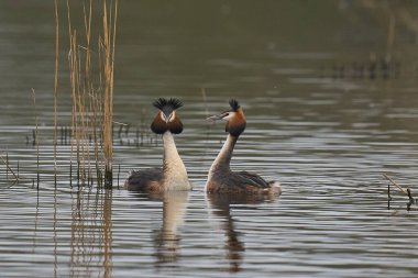 Great Crested Grebe (Podiceps kristali) Somerset Düzey, Somerset, İngiltere 'de bir gölde otla kur yapma dansı.