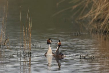 Great Crested Grebe (Podiceps kristali) Somerset Düzey, Somerset, İngiltere 'de bir gölde otla kur yapma dansı.