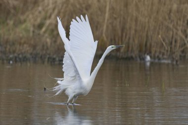 Büyük Beyaz Akbalıkçıl (Ardea alba) İngiltere 'nin Somerset Düzey bataklıklarında sudan havalanır..