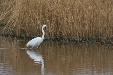 Büyük Beyaz Akbalıkçıl (Ardea alba) İngiltere 'nin Somerset Düzey bataklıklarında sudan havalanır..