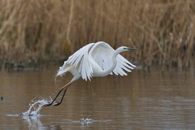 Büyük Beyaz Akbalıkçıl (Ardea alba) İngiltere 'nin Somerset Düzey bataklıklarında sudan havalanır..
