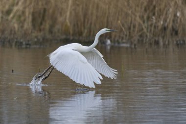 Büyük Beyaz Akbalıkçıl (Ardea alba) İngiltere 'nin Somerset Düzey bataklıklarında sudan havalanır..
