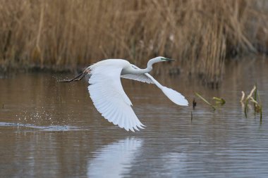 Büyük Beyaz Akbalıkçıl (Ardea alba) İngiltere 'nin Somerset Düzey bataklıklarında sudan havalanır..