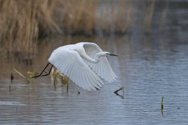 Büyük Beyaz Akbalıkçıl (Ardea alba) İngiltere 'nin Somerset Düzey bataklıklarında sudan havalanır..