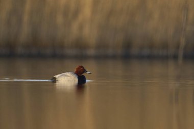 Pochard (Aythya ferina) Somerset Levels, Somerset, İngiltere 'de bir gölde yüzüyor.                                