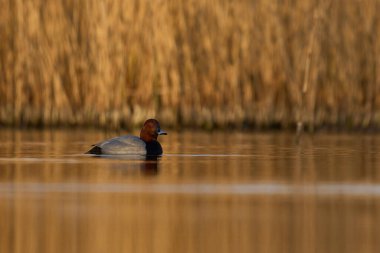 Pochard (Aythya ferina) Somerset Levels, Somerset, İngiltere 'de bir gölde yüzüyor.                                