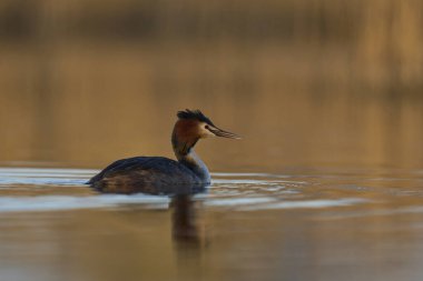Somerset Düzey, Somerset, İngiltere 'de bir gölde yüzen Great Crested Grebe (Podiceps kristali).