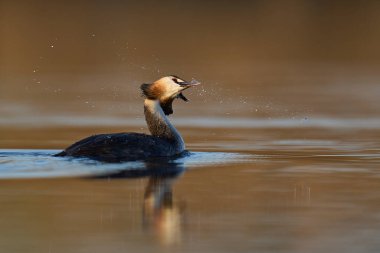 Somerset Düzey, Somerset, İngiltere 'de bir gölde yüzen Great Crested Grebe (Podiceps kristali).