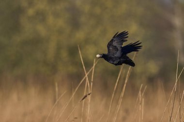 Carrion Crow (Corvus corone) yakın zamanda çalınmış bir kuş yumurtasını Somerset Düzey, Somerset, İngiltere 'de taşırken.      