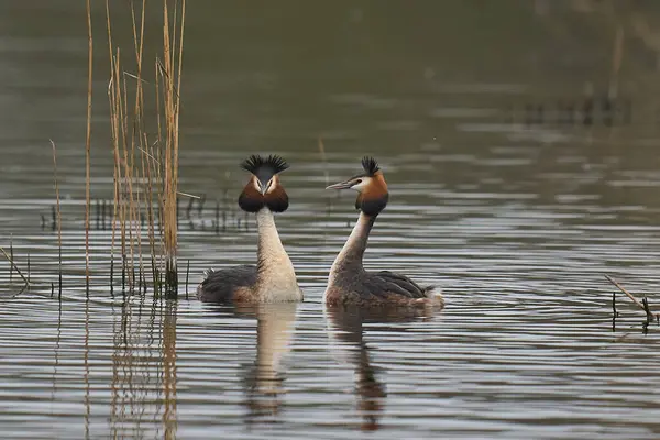 Great Crested Grebe (Podiceps kristali) Somerset Düzey, Somerset, İngiltere 'de bir gölde otla kur yapma dansı.