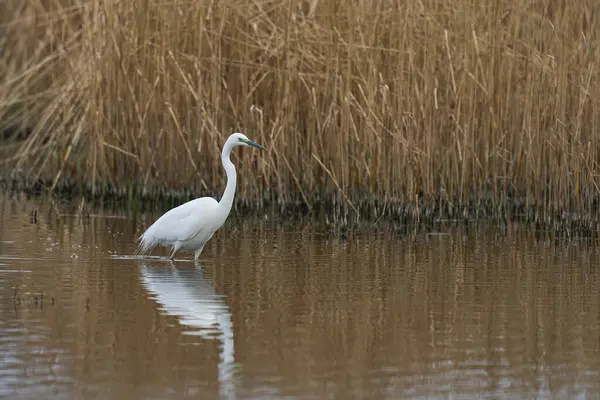 Büyük Beyaz Akbalıkçıl (Ardea alba) İngiltere 'nin Somerset Düzey bataklıklarında sudan havalanır..