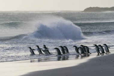 Gentoo Penguen (Pygoscelis papua) Falkland Adaları 'ndaki Deniz Aslanı Adası' nda fırtınalı bir denize açılmak için kumsaldan geçer..