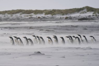 Gentoo Penguen (Pygoscelis papua) Falkland Adaları 'ndaki Deniz Aslanı Adası' nda fırtınalı bir denize açılmak için kumsaldan geçer..