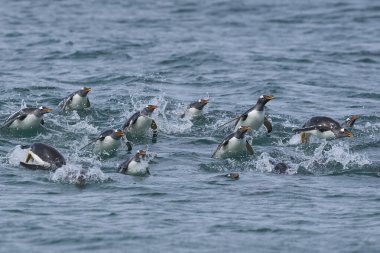 Gentoo Penguenleri (Pygoscelis papua) Falkland Adaları 'ndaki Sea Lion Adası açıklarında denizde sörf yaparken bir gün denizde beslendikten sonra karaya çıkmadan önce.