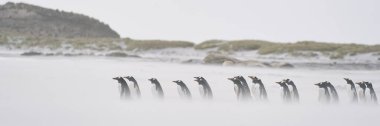Gentoo Penguen (Pygoscelis papua) Falkland Adaları 'ndaki Deniz Aslanı Adası' nda fırtınalı bir denize açılmak için kumsaldan geçer..