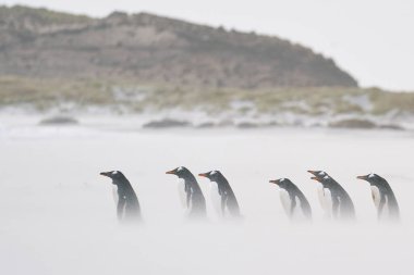 Gentoo Penguen (Pygoscelis papua) Falkland Adaları 'ndaki Deniz Aslanı Adası' nda fırtınalı bir denize açılmak için kumsaldan geçer..