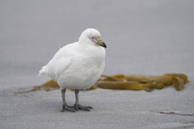 Falkland Adaları 'ndaki Sea Lion Adası kıyılarında yürüyen soluk yüzlü Sheathbill (Chionis albus).