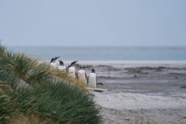 Gentoo Penguen (Pygoscelis papua) Falkland Adaları 'ndaki Deniz Aslanı Adası' nda fırtınalı bir denizden dönen rüzgârlı bir plajda.