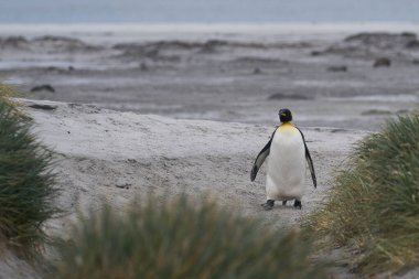 Kral Penguen (Aptenodytes patagonicus) Falkland Adaları 'ndaki Sea Lion Adası' nda deniz tussock otları ile bir plajda yürüyor..