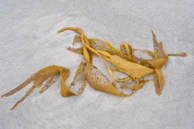 Kelp Falkland Adaları 'ndaki Sea Lion Adası' nda kumlu bir plaja vurmuş.