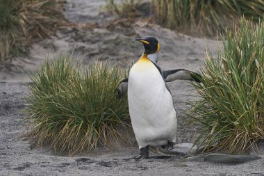 Kral Penguen (Aptenodytes patagonicus) Falkland Adaları 'ndaki Sea Lion Adası' nda deniz tussock otları ile bir plajda yürüyor..