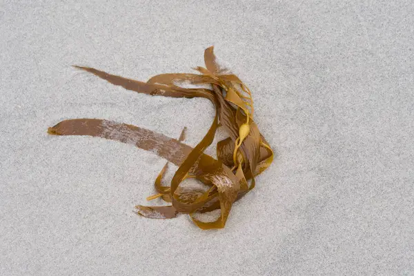 Kelp Falkland Adaları 'ndaki Sea Lion Adası' nda kumlu bir plaja vurmuş.