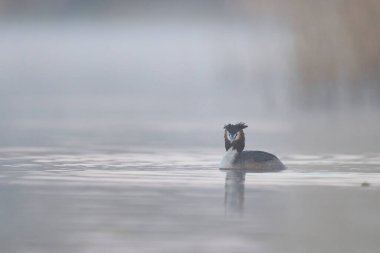 Somerset Düzey, Somerset, İngiltere 'de bir gölde yüzen Great Crested Grebe (Podiceps kristali).