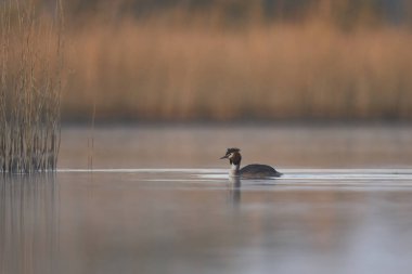 Somerset Düzey, Somerset, İngiltere 'de bir gölde yüzen Great Crested Grebe (Podiceps kristali).