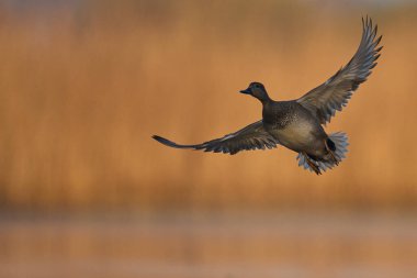 Gadwall (Anas strepera) Somerset Düzey üzerinde uçuyor, İngiltere.     