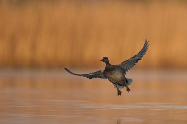 Gadwall (Anas strepera) Somerset Düzey üzerinde uçuyor, İngiltere.     