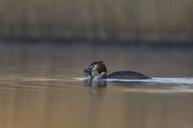 Great Crested Grebe (Podiceps kristali) Somerset, İngiltere 'deki Somerset Düzey' de yakın zamanda gagasında yakalanan bir balığı taşıyor.