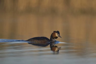 Somerset Düzey, Somerset, İngiltere 'de bir gölde yüzen Great Crested Grebe (Podiceps kristali).